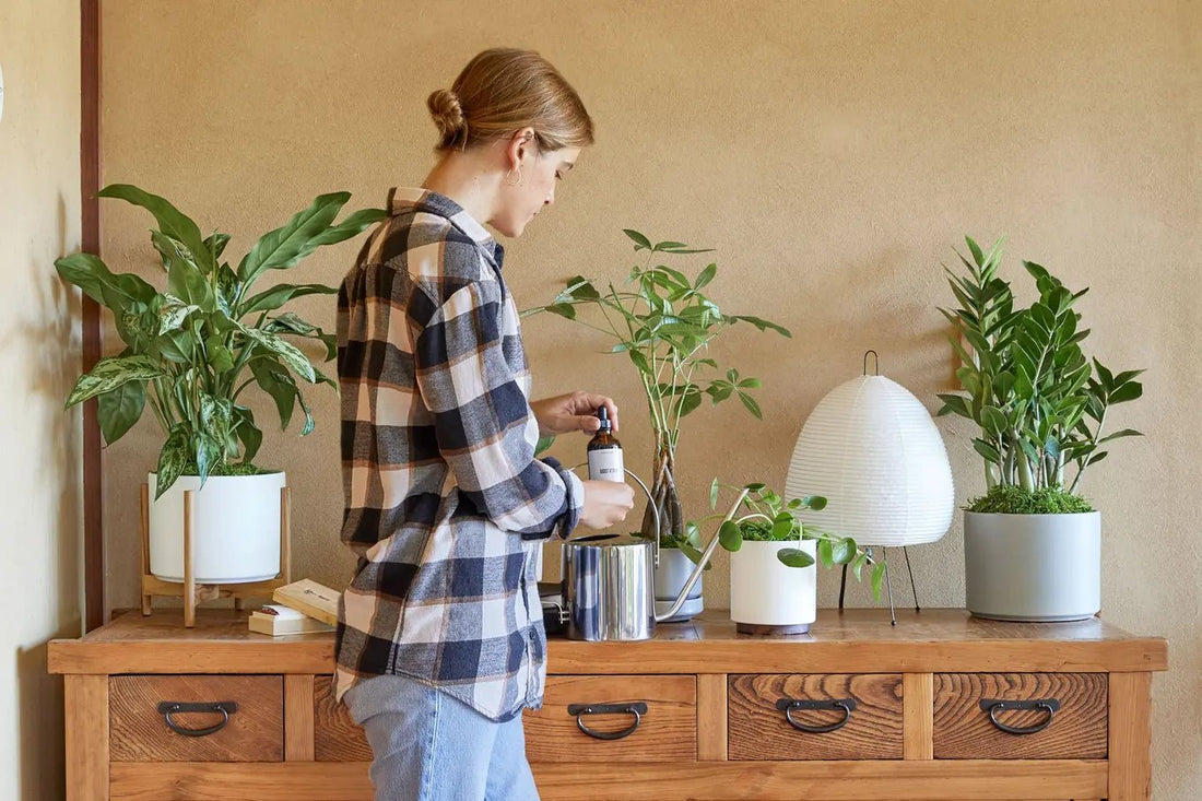 Expert Plant Care Services for Homes and Businesses in Bethpage, Old Bethpage & Beyond