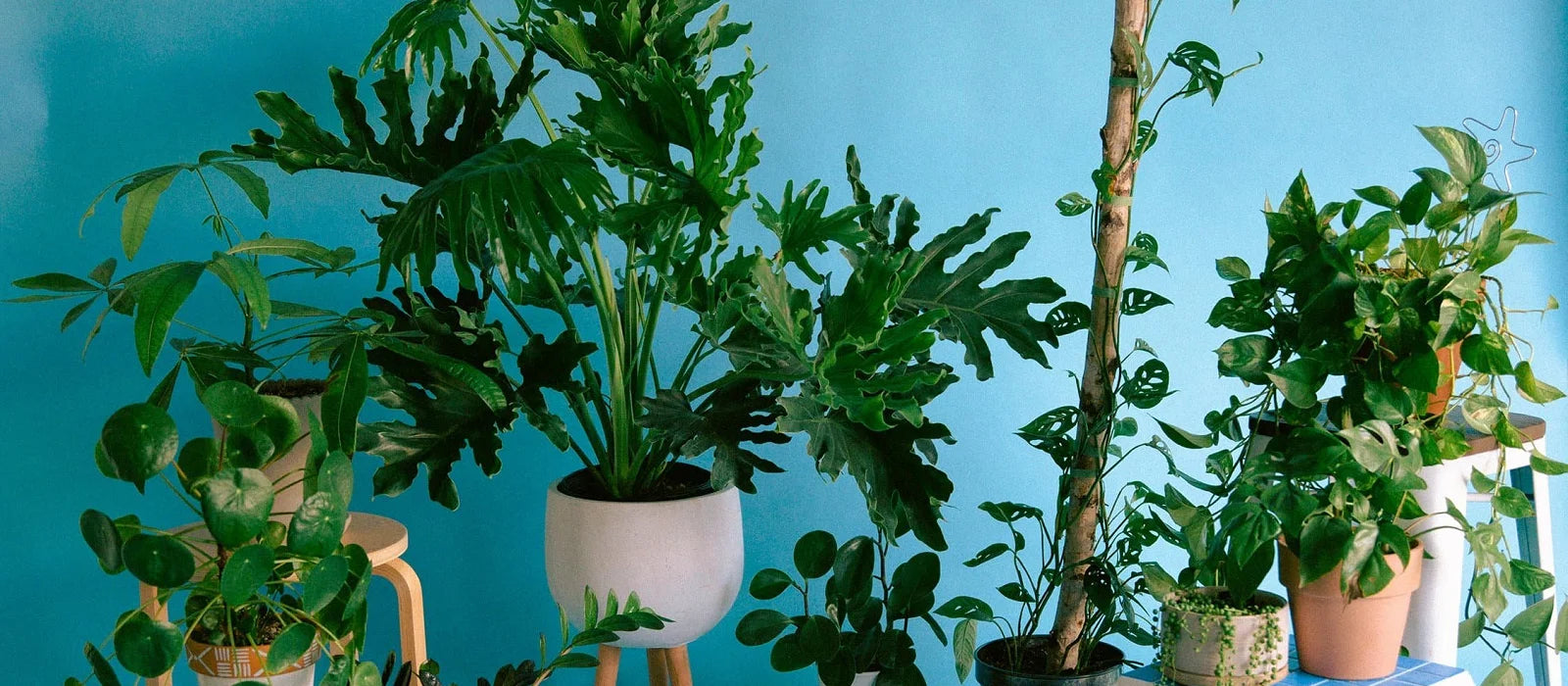 plant care services in plainview ny