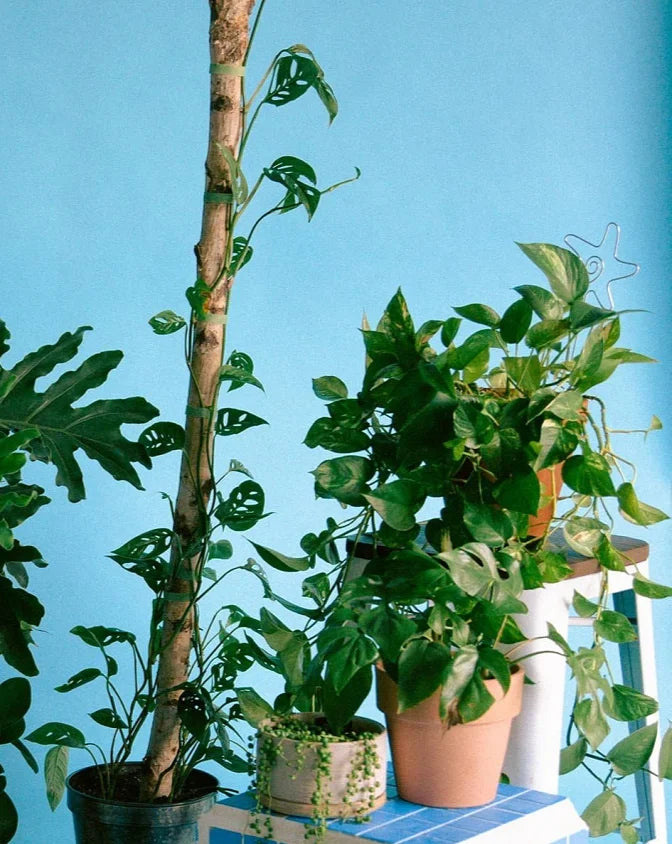 plant care services in plainview ny