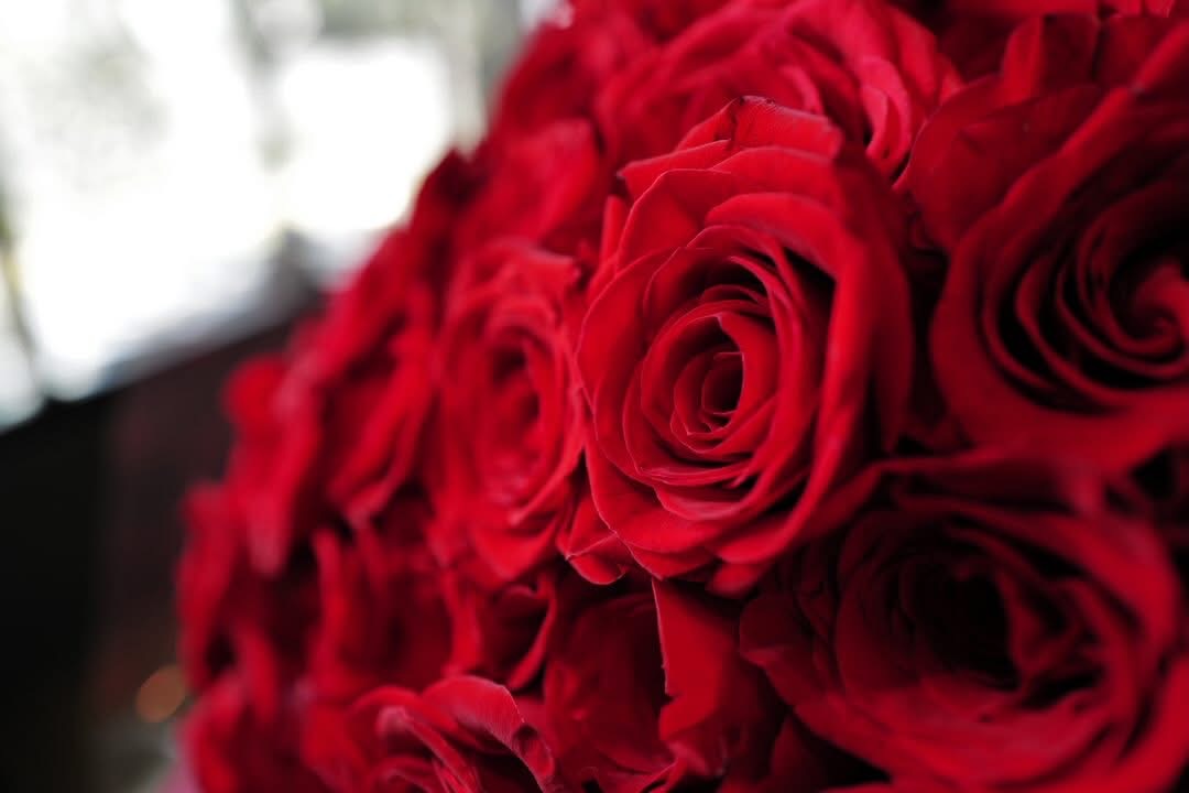 Single-Color Red / Pink / White Rose Bouquet